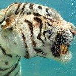 Profielfoto van jackie